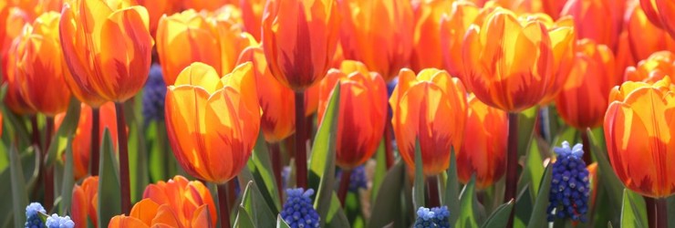 Koningsdag in de regio