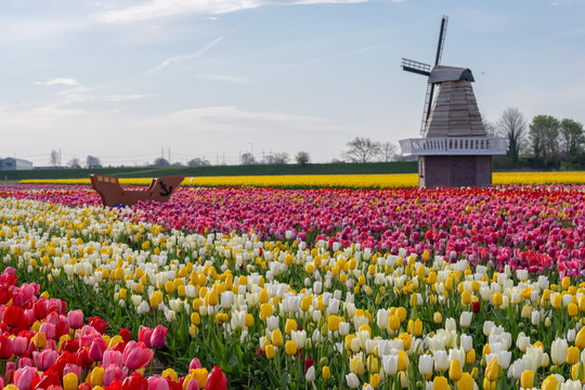 The Tulip Barn